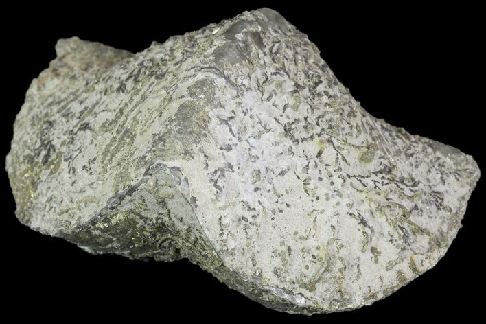 Pyrite Replaced Brachiopod (Paraspirifer) - Ohio #89725